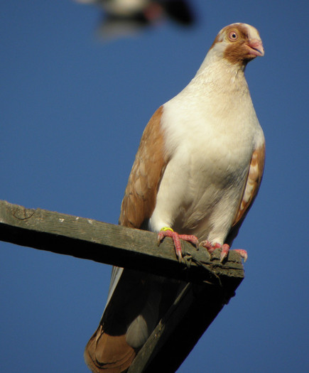 16g.m(2011)-vandut
