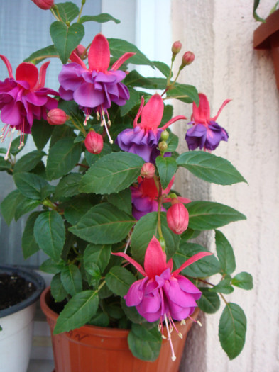 DSC05351 - Fuchsia 2012