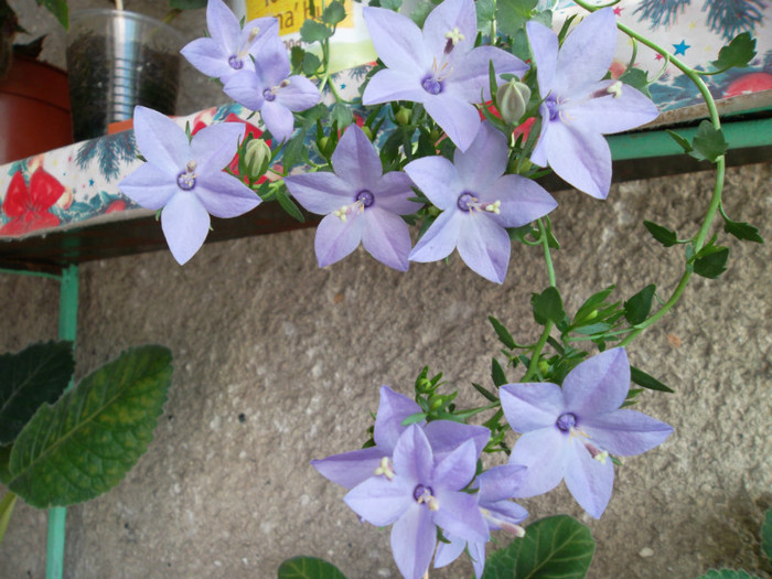 SAM_0683 - Campanula 2012