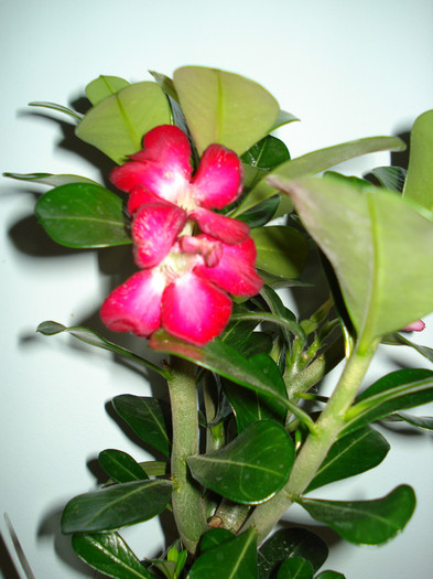 14.06.2012 - ADENIUM