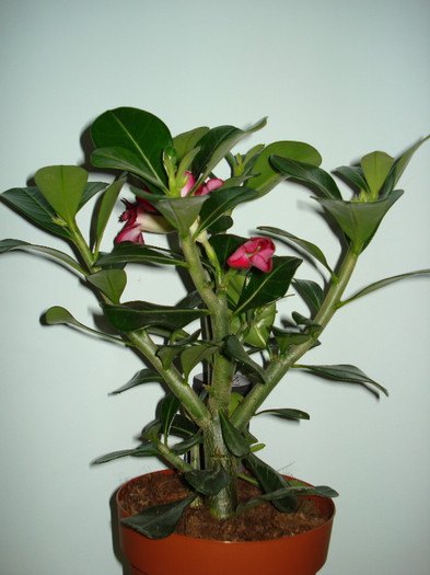 DSC03419 - ADENIUM