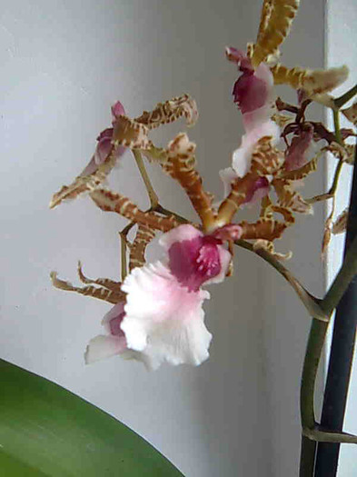 oncidium sharry baby - Odontocidium