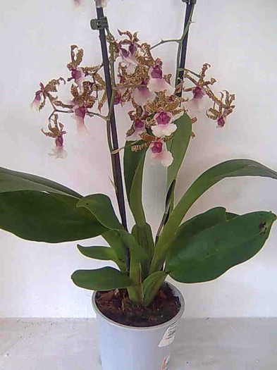 2012-05-23 - Odontocidium