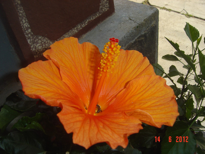 poze 931 - 09-2012-HIBISCUS