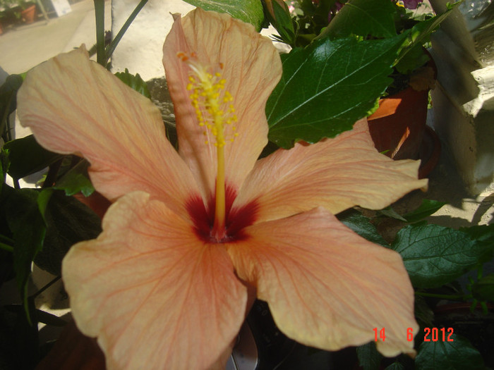poze 930 - 09-2012-HIBISCUS