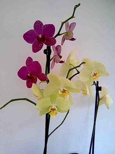 Imagine074 - phalaenopsis