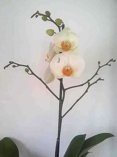 Imagine216 - phalaenopsis