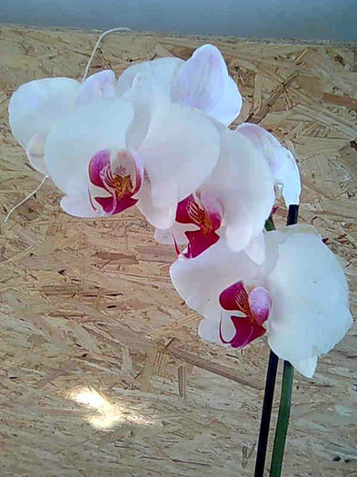 13-06-2012 - phalaenopsis