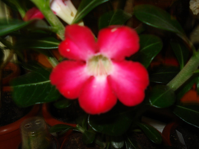 18.06.2012 - ADENIUM