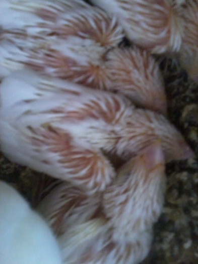 micii japonezi albi la 14 zile