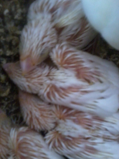 pescarusi japonezi  albi