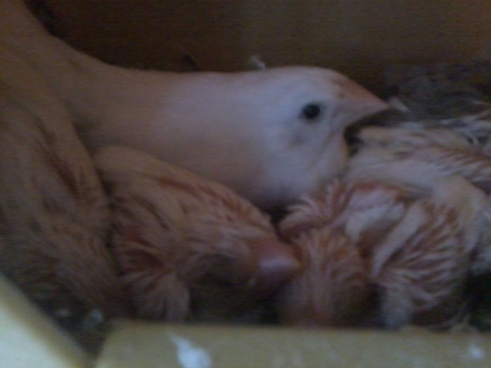 mama si odraslele albe.