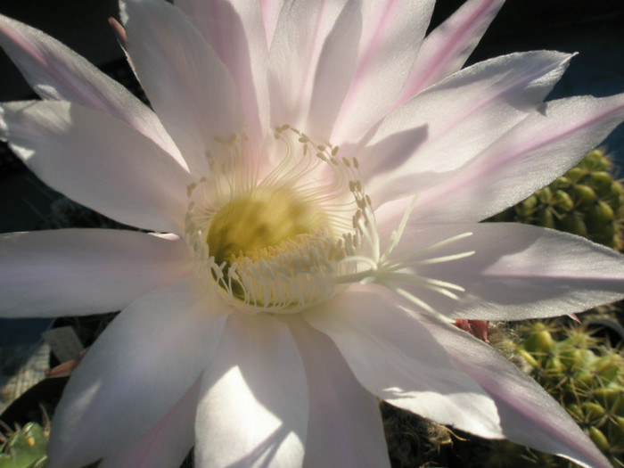 E. de la Sica - floare - Echinopsis