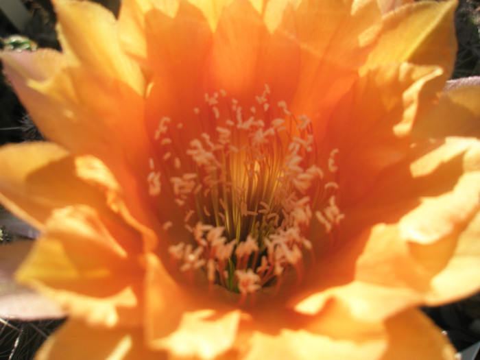 Oriole - floare neclara - Echinopsis