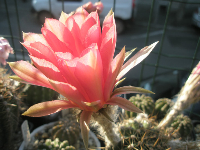 Siren - 03.04 - Echinopsis