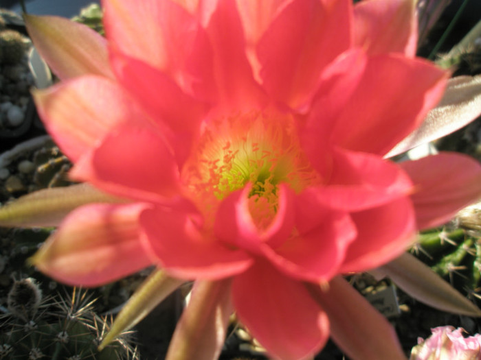 Siren - floare - Echinopsis