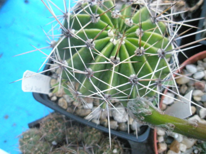 E. (Sica) -15.06 - Echinopsis