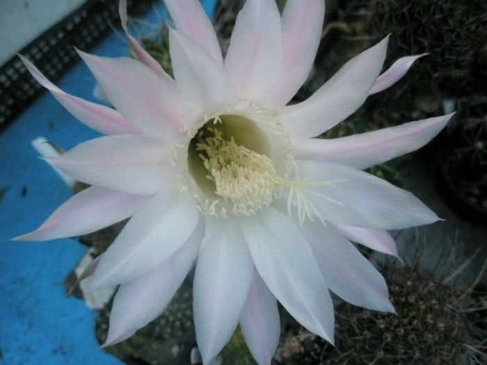 E. (Sica ) - floare