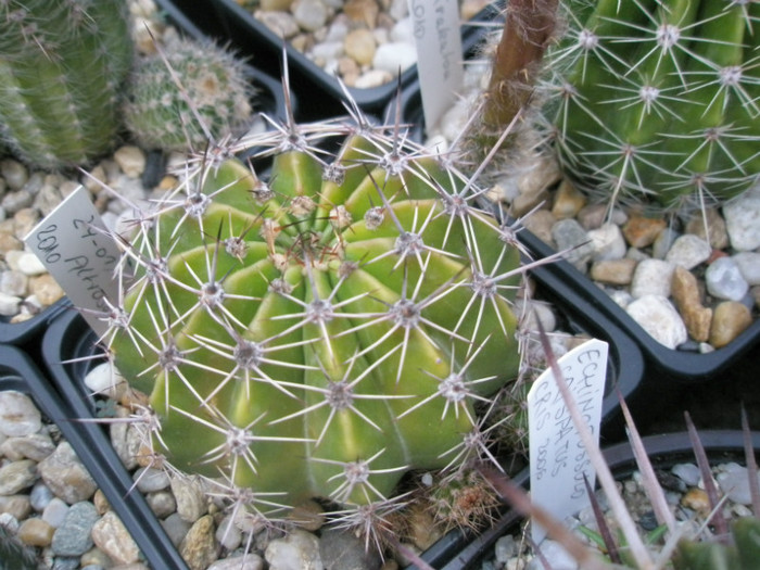 Altrosa- 14.06 - Echinopsis