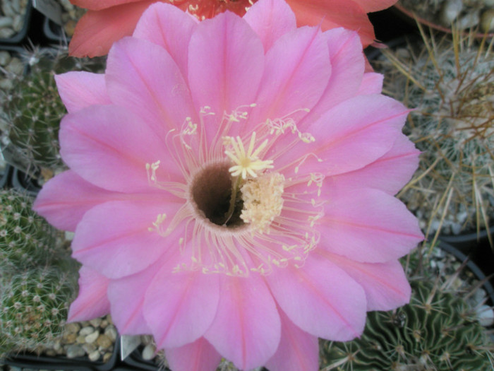 Altrosa - floare