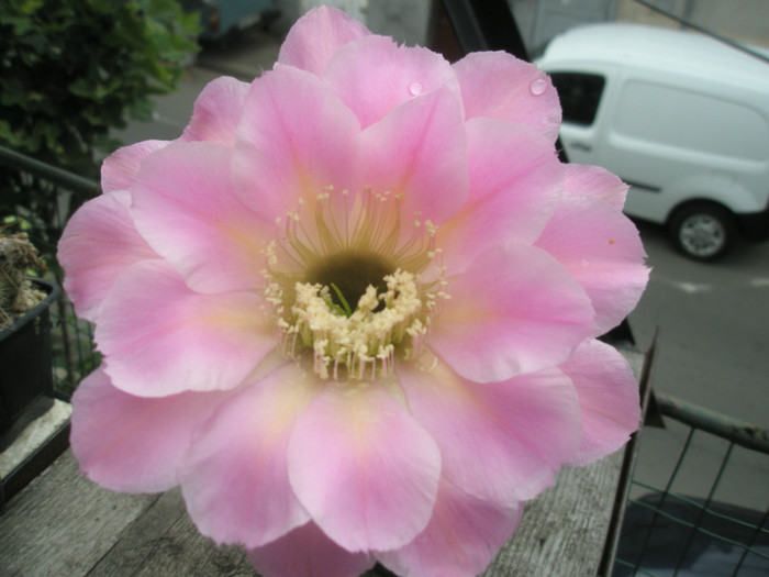 Brigitte Beauty - floare 2