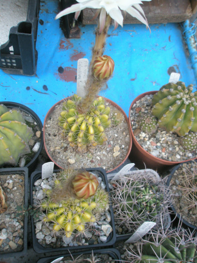 calochlora- 14.06 - Echinopsis