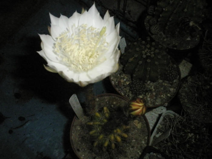 calochlora - floare noaptea - Echinopsis