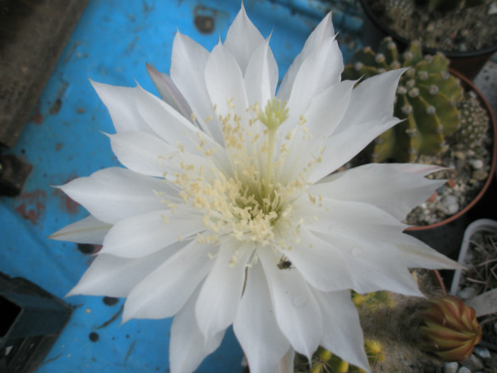 calochlora - floare - Echinopsis