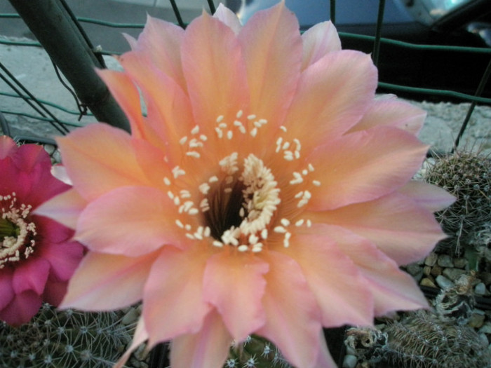 Chico Mendez- floare - Echinopsis