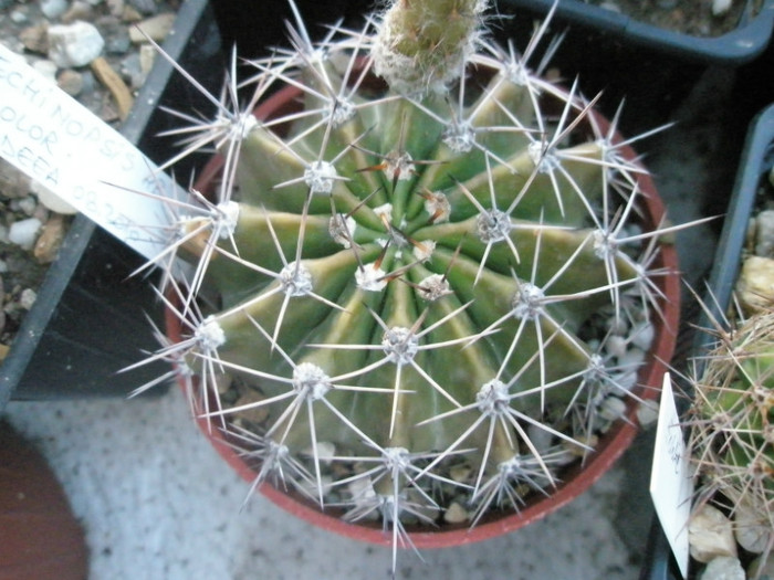 E. color (Ideea) - 15.06 - Echinopsis