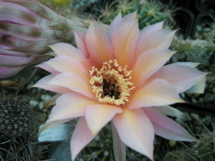 E. color (Ideea) - floare - Echinopsis