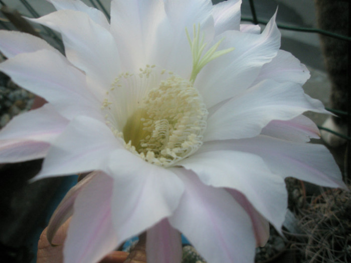 E. eyresii - floare 15.06 - Echinopsis
