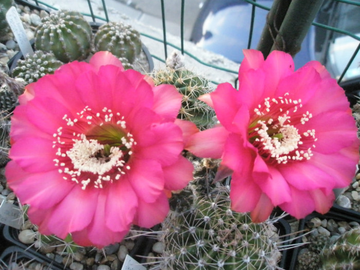 Hotlips - 15.06 - Echinopsis