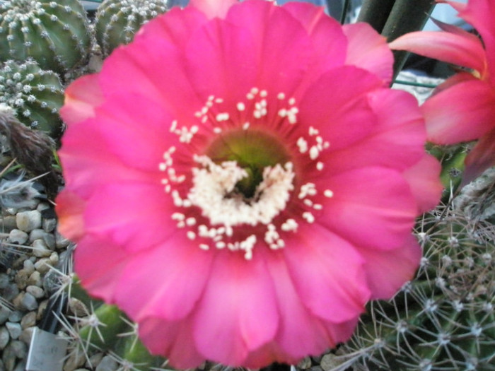 Echinopsis Hotlips- floare neclara - Echinopsis