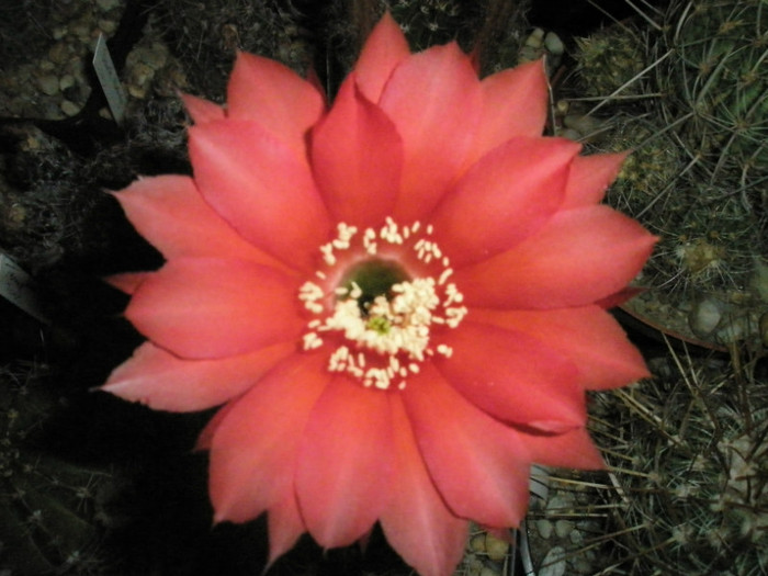 Infinity - floare noaptea