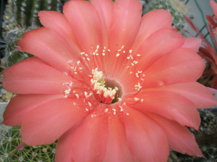 Infinity - detaliu floare