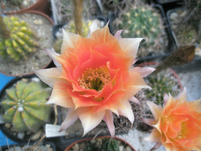 E. X Lobivia - floare 14.06