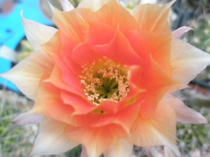 E. x Lobivia - floare