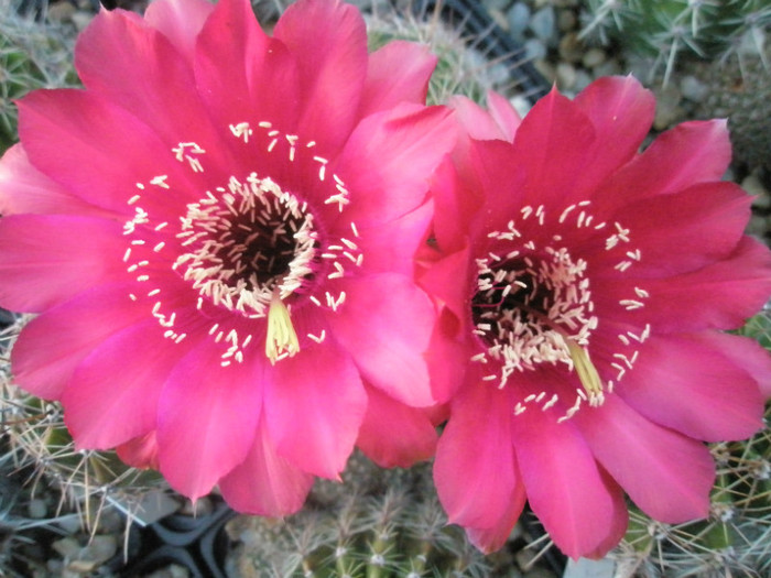 Spectre - flori - Echinopsis