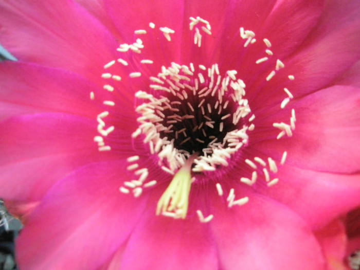 Spectre - detaliu floare