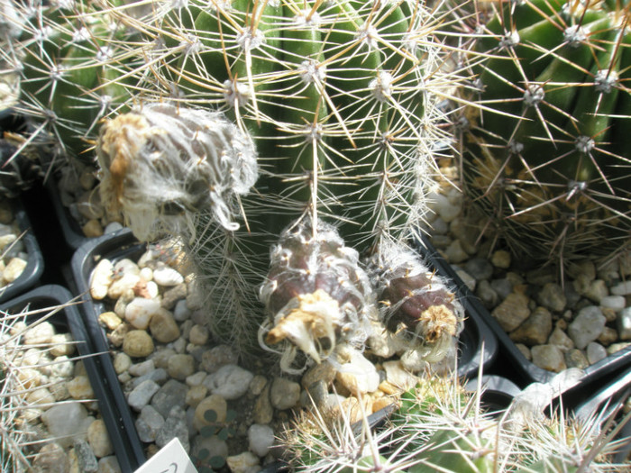 fructe 2 - Echinopsis