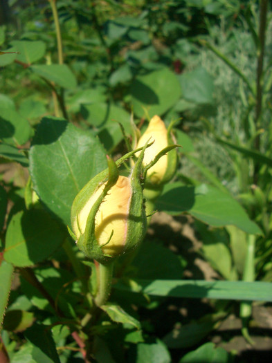 CIMG5740