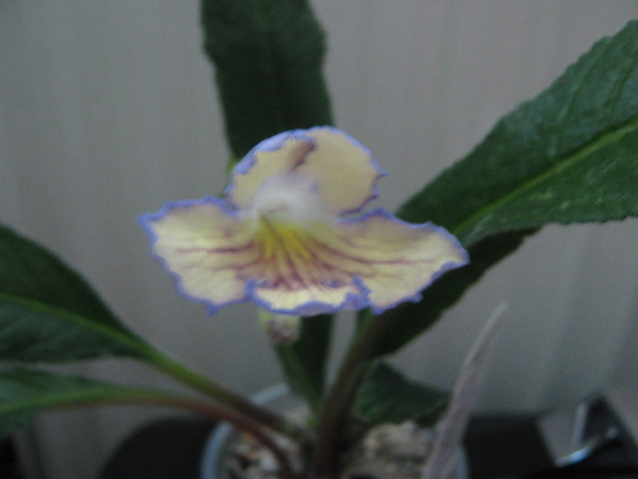  - streptocarpus Seren