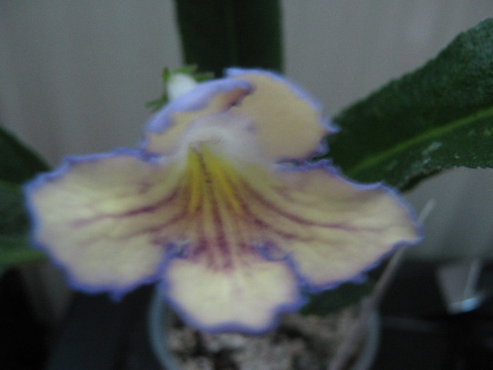  - streptocarpus Seren