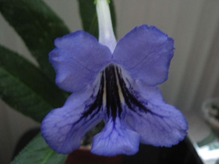  - streptocarpus Celestial Radiance