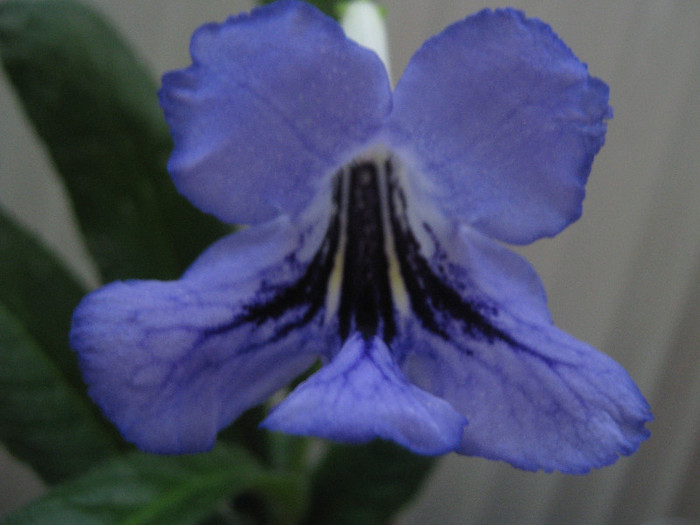  - streptocarpus Celestial Radiance