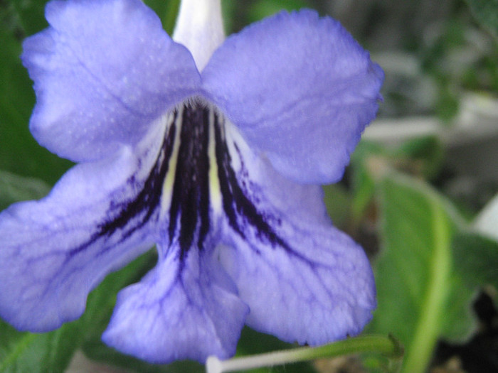  - streptocarpus Celestial Radiance