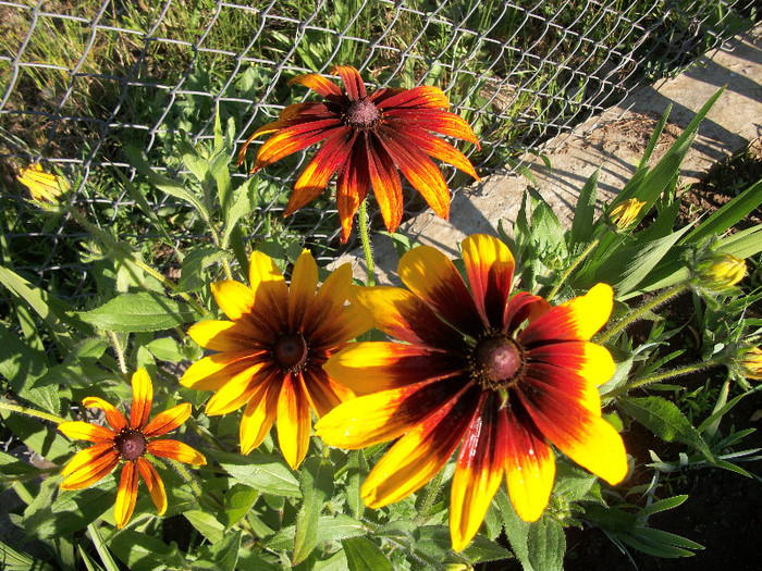 100_0391 - rudbeckia 2012