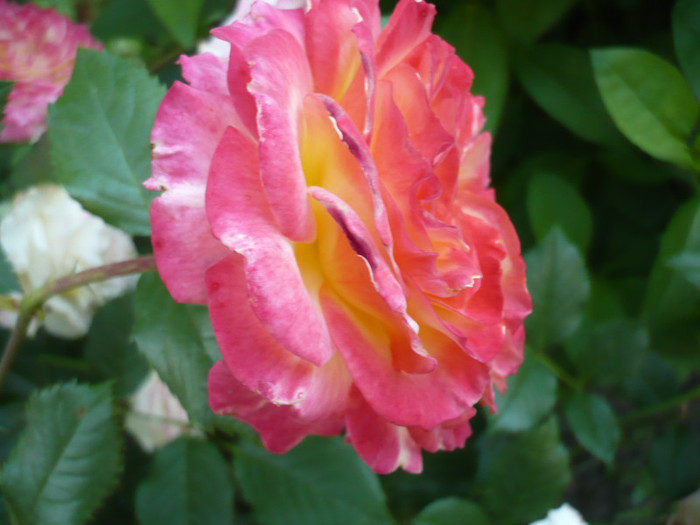 gartenspas