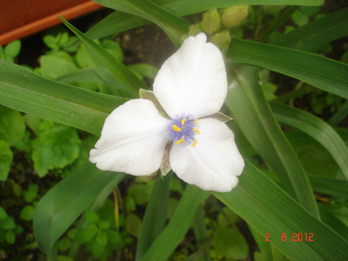 DSC04547 - Tradescantia